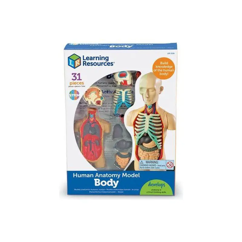 ANATOMY MODEL - HUMAN BODY